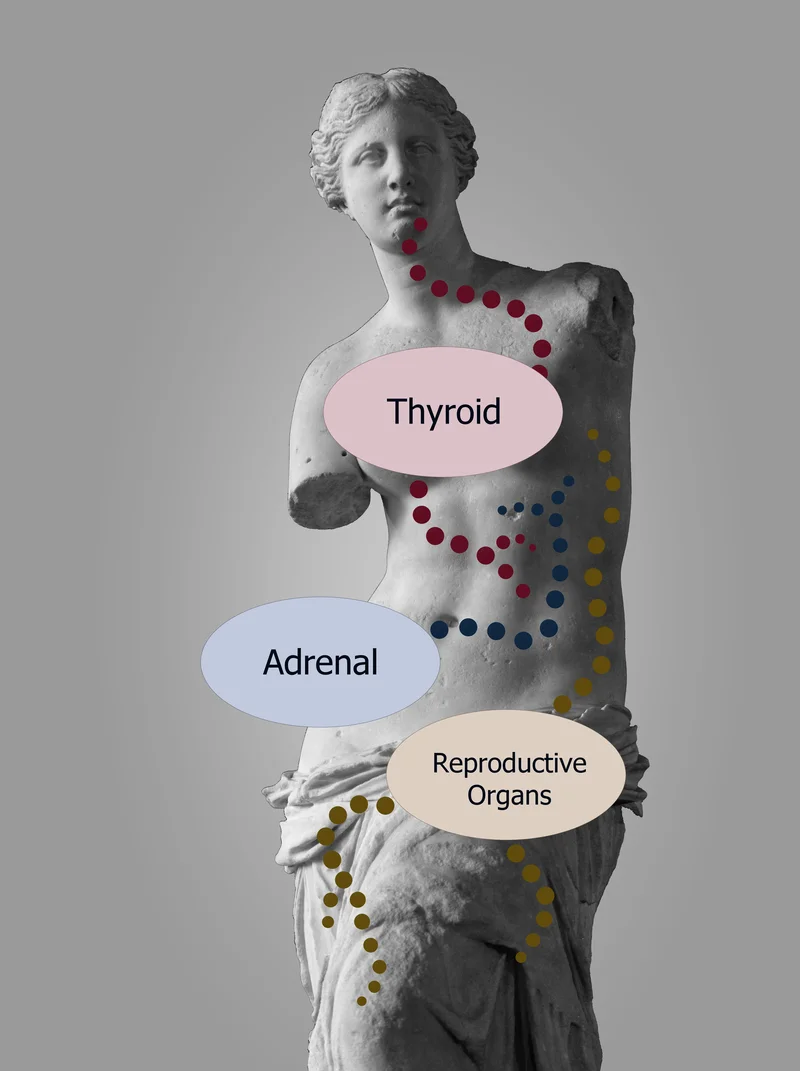 Venus statue with names of hormones